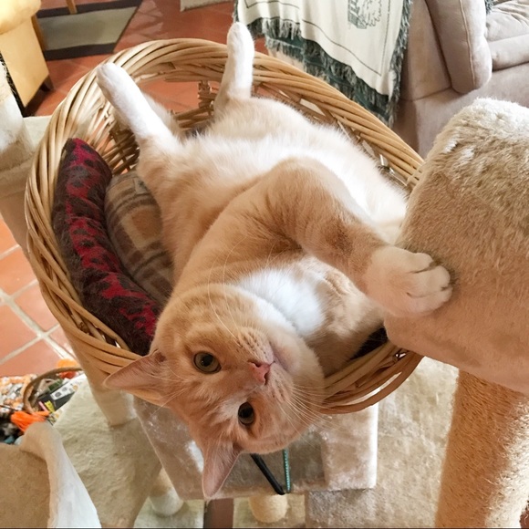 Meet your Posher, Jesse - Picture 6 of 10